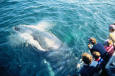 Wild Animals 71 - image of Whale Watching 