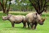 pictures of white rhinos