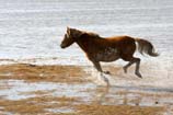 pictures of Running wild horse