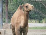 pictures of camel