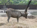 pictures of a Nilgai
