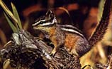 pictures of Chipmunk