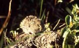 pictures of Meadow vole