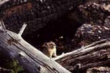 pictures of a Pika