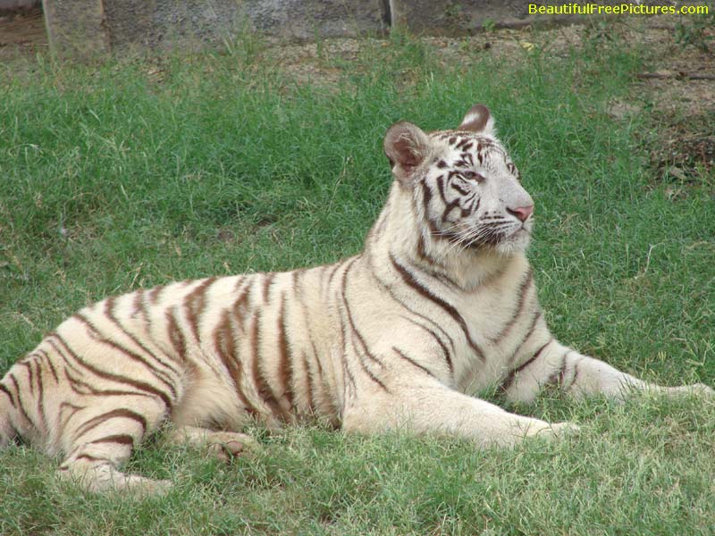 pictures of a tiger is resting