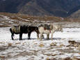 Animals - picture of mules in a cold region