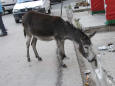 Animals - Picture of a donkey