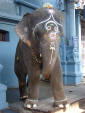 Animals - picture of a pet elephant