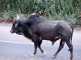 Animals - image of a bull walking on a road