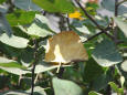 Autumn - a yellow leaf