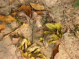 Autumn - picture of fallen leaves