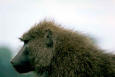 Picture of Olive Baboon