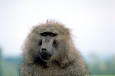 Picture of Olive Baboon