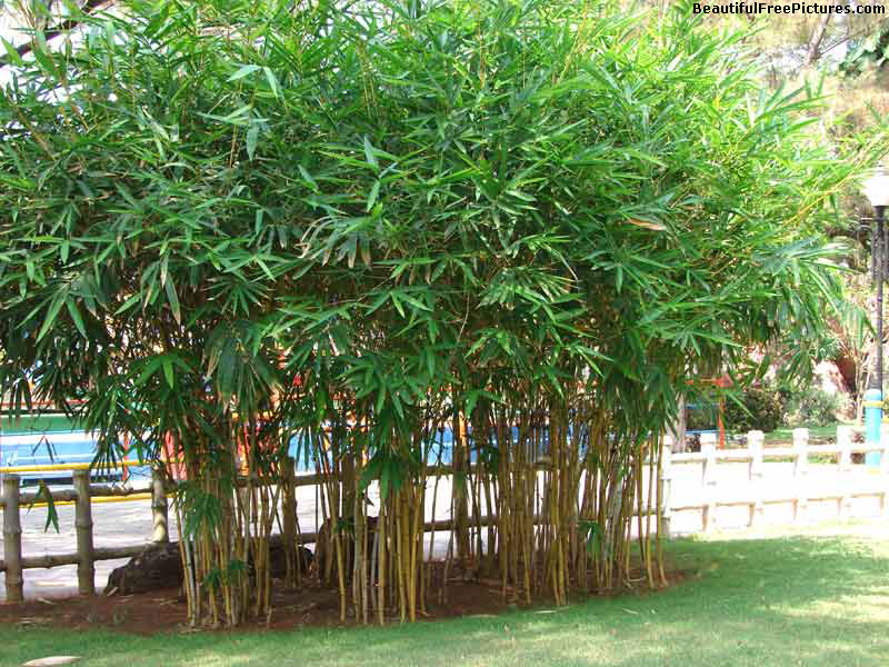 picture of young bamboo trees