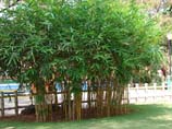 picture of young bamboo trees