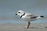 pictures of piping plover