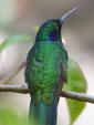 Birds 25 - photo of a hummingbird 