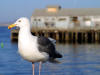 Birds 26 - photo of a Seagull
