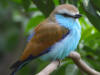 Birds 27  - picture of a bluebird