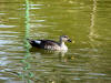 Birds 28 - photo of a swimming duck