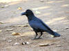 Birds 29 - picture of a raven