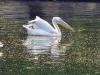 Birds 30 - photo of a pelican in a lake