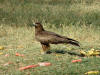 Birds 31 - photo of a kite sitting on ground