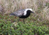 Birds 36 - image of a Black-bellied Plover
