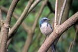 pictures of Scrub Jay, Western