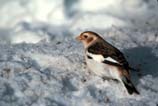 pictures of Snow Bunting
