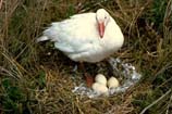 pictures of Snow Goose on Nest