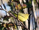 pictures of Yellow Warbler