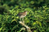 pictures of Green Heron