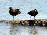 pictures of Black oystercatcher