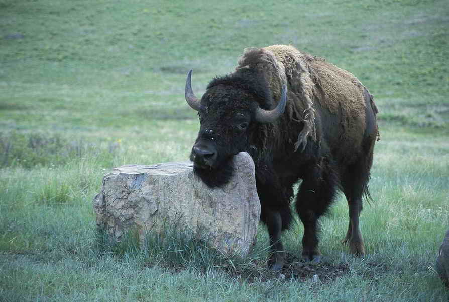 pictures of a bison in a field