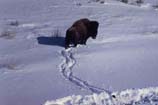 pictures of a lone bison in snow