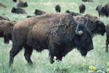pictures of a bison bull