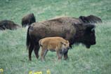 pictures of a bison cow and calf