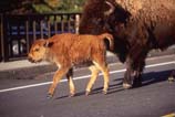 pictures of bison & calf on bridge