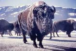 pictures of bison face covered with snow