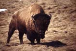 pictures of a bison