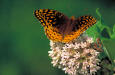 Image of a great Spangled fritillary butterfly on Common milkweed
