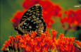 Image of a Great spangled fritillary butterfly