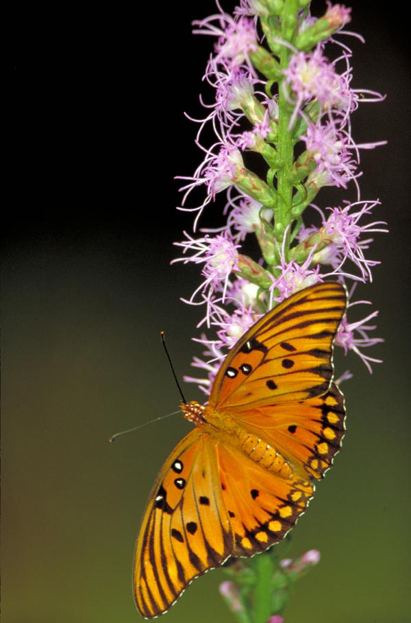pictures of gulf fritillary