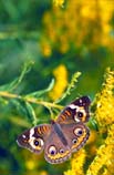 pictures of Buckeye butterfly