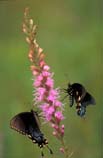 swallowtail and Pipevine swallowtail