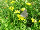 pictures of Gray Copper butterfly