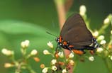 pictures of purple hairstreak butterfly