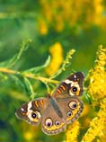 pictures of Common Buckeye butterfly