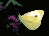 pictures of Cabbage White butterfly